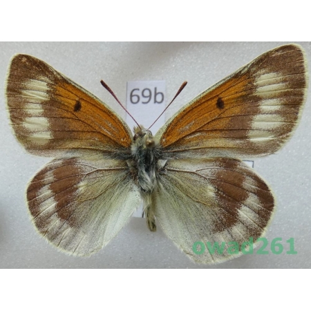 Colias christophi Grum-Grshimailo, 1885 male Uzbekistan69b